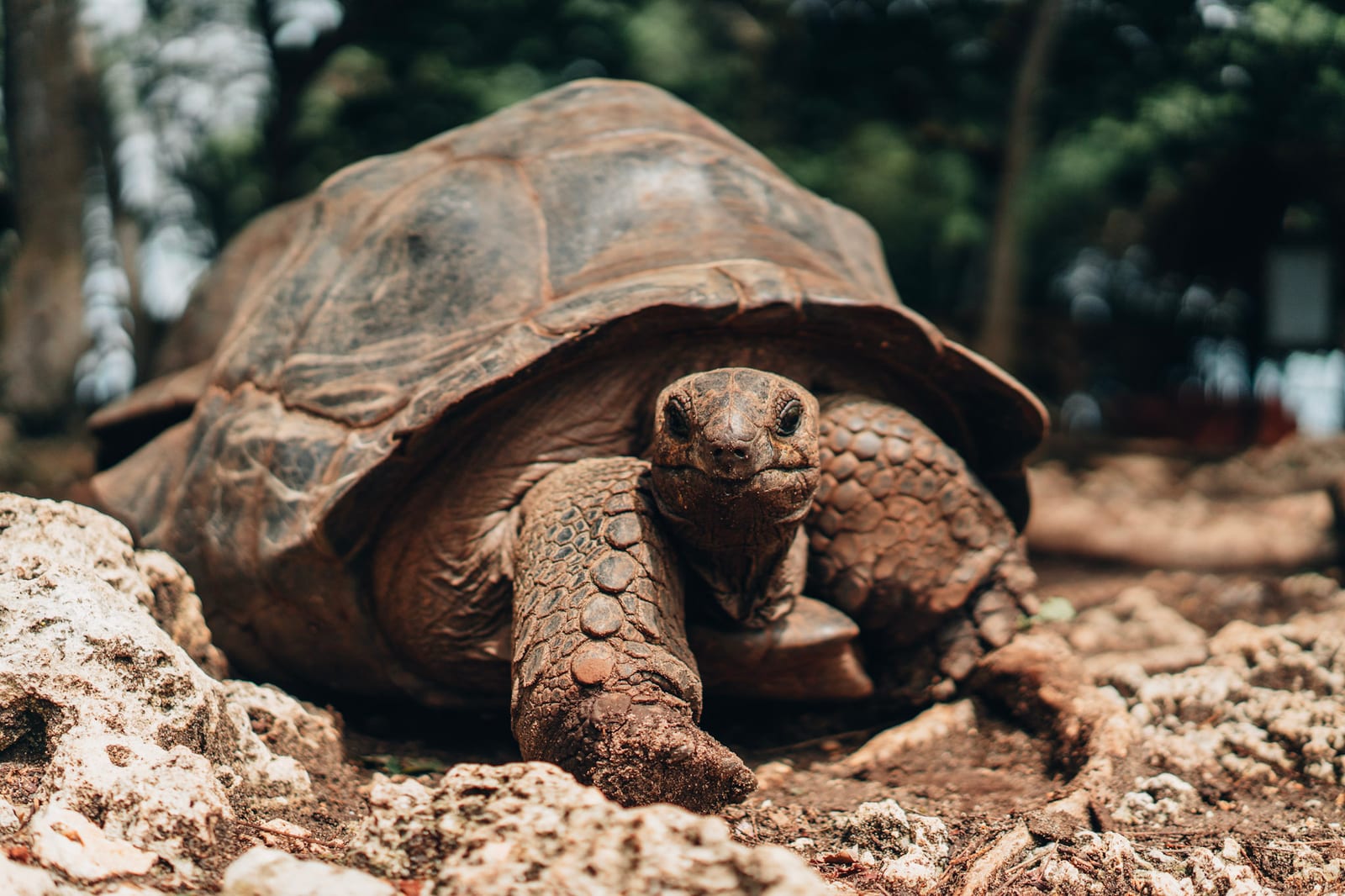 Close-up of a giant tortoise on Prison Island